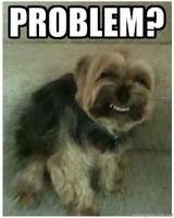 Troll